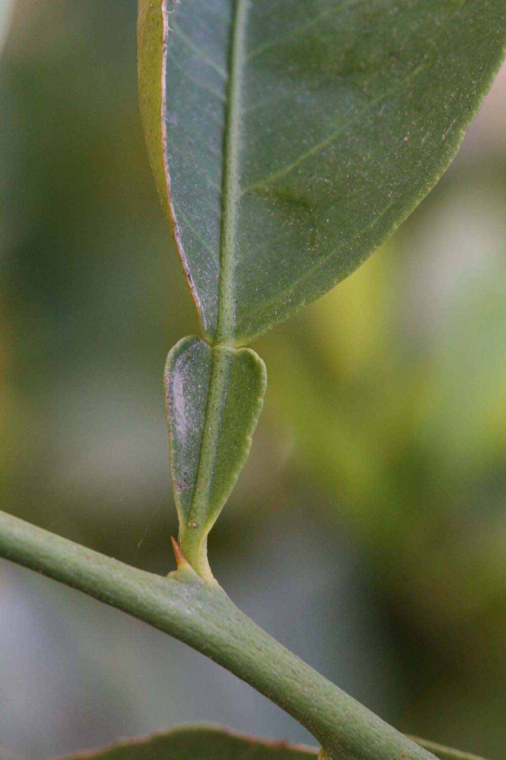              Petiole (Riverside, CA)       